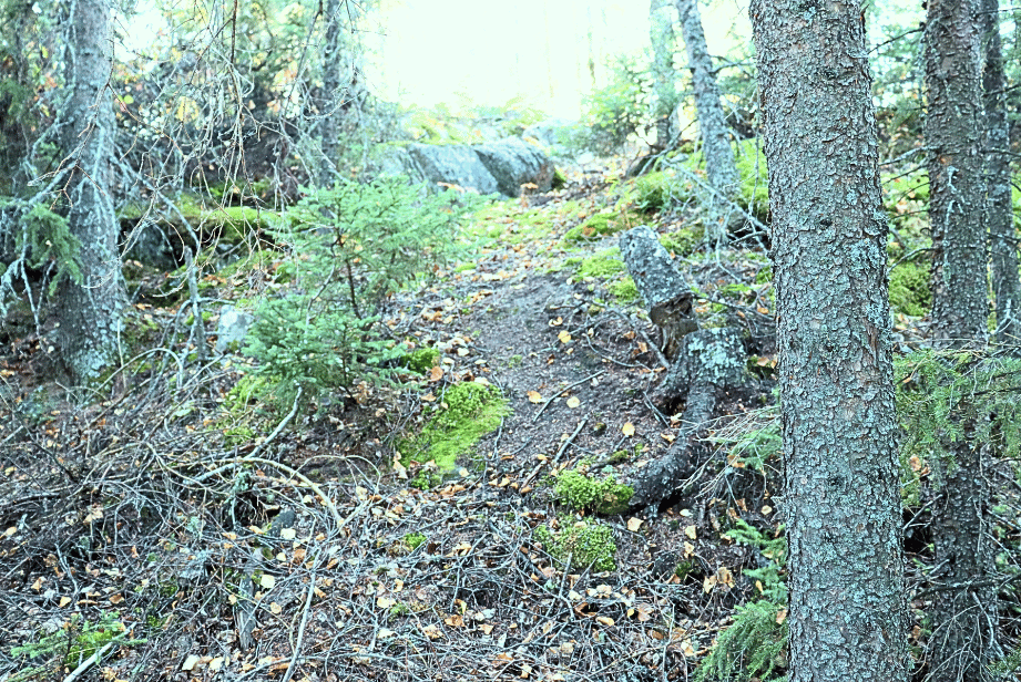 Hiking Errington Lake Lodge
